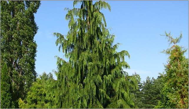 Callitropsis nootkatensis Pendula, Prawdziwka, Warszawa 02-973 - Zdjęcia