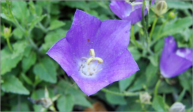 Campanula raineri (BG Wroclaw)-2, Kanonia, Wrocław 50-328 - Zdjęcia