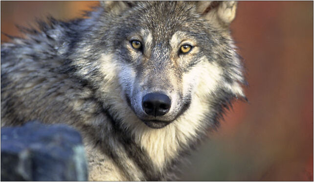 Canis lupus laying, Hajnówka - Zdjęcia