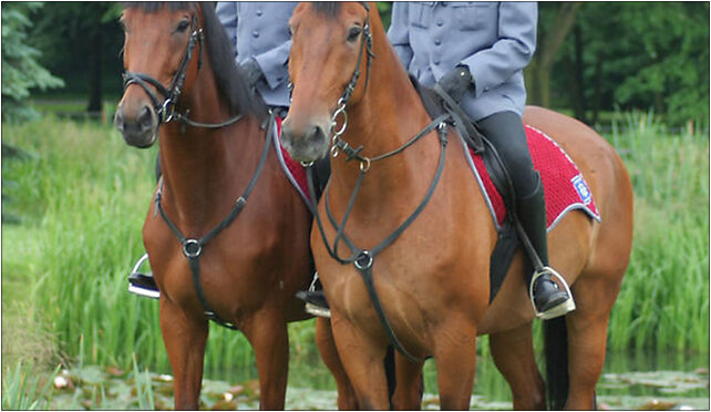 Central Silesian Park - Mounted police 02, Żyrafy, al., Chorzów 41-516 - Zdjęcia