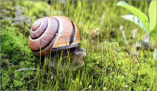 Cepaea nemoralis on moss 2, Budziska, Budziska 21-412 - Zdjęcia