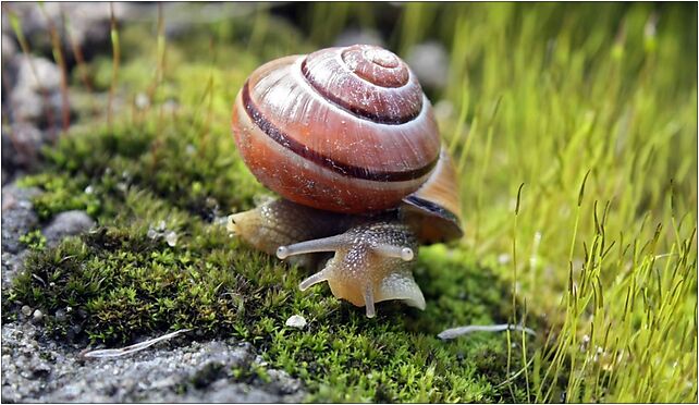 Cepaea nemoralis on moss edited, Budziska, Budziska 21-412 - Zdjęcia