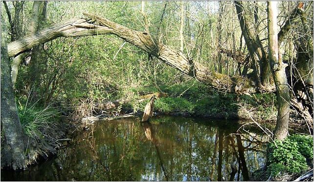 Cetynia-waly-niewiadoma, Niewiadoma, Niewiadoma 08-331 - Zdjęcia