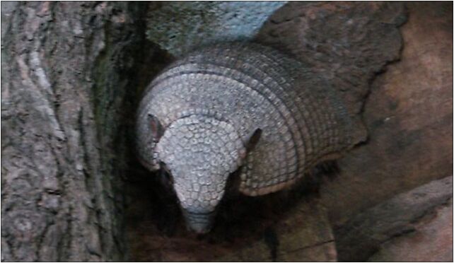 Chaetophractus villosus (Wroclaw zoo)-1, Wróblewskiego Zygmunta 51-618 - Zdjęcia