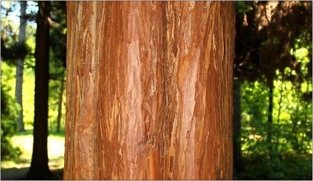 Chamaecyparis pisifera Squarrosa bark, Leśna, Rogów 95-063 - Zdjęcia