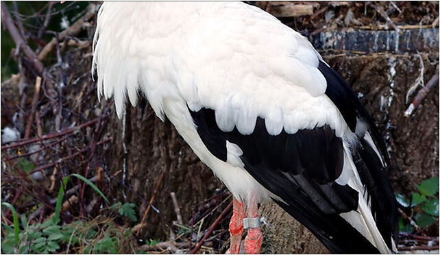 Ciconia ciconia (aka), Grodkowska 11, Otmuchów 48-385 - Zdjęcia