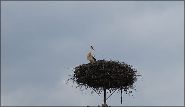 Ciconia ciconia in nest @ Dzikie, podlaskie, Poland - 2010-03 16-002 - Zdjęcia