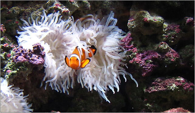 Clown Fish in the Warsaw Zoo 2010, Ratuszowa 5, Warszawa 03-461 - Zdjęcia