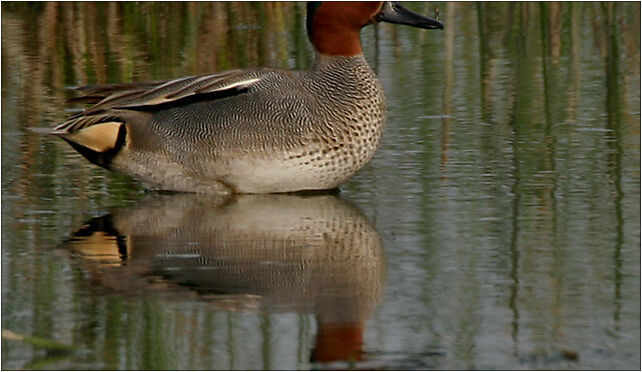 Common Teal (Anas crecca) near Hodal, Haryana W IMG 6577, Otmuchów 48-385 - Zdjęcia