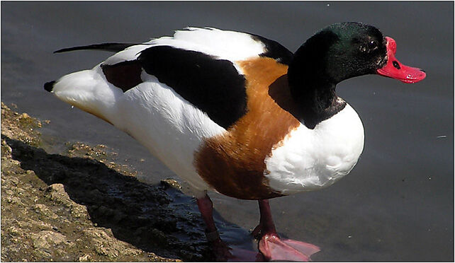 Common.shelduck.2.arp.750pix, Grodkowska 11, Otmuchów 48-385 - Zdjęcia