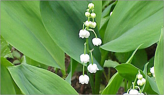 Convallaria majalis1, RawskaE678, Babsk 96-200 - Zdjęcia