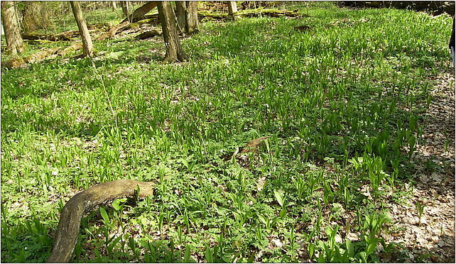 Convallaria majalis, Dębina, Dębina 62-100 - Zdjęcia