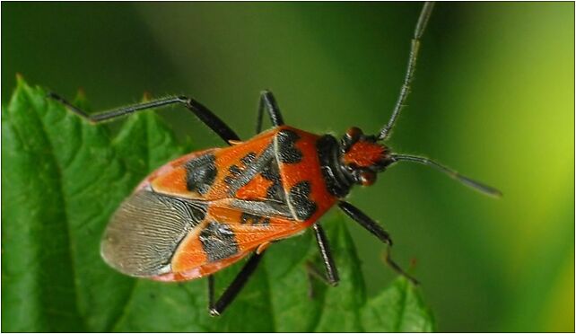 Corizus hyoscyami IMG 2588, Lubelska, Zabrze 41-800 - Zdjęcia