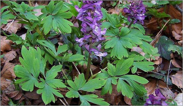 Corydalis cava a1, Niwy, Karniowice 32-082 - Zdjęcia