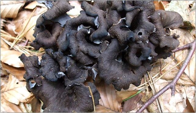 Craterellus cornucopioides0, Żeromskiego Stefana, Sopot 81-826 - Zdjęcia