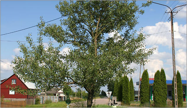 Czeremcha-Wieś - Crosses 01, 1 Maja, Czeremcha 17-240 - Zdjęcia