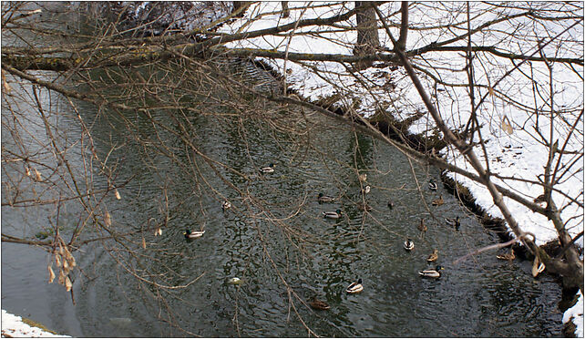 Czeslaw Szczubelek's Park ducks, Morszyńska 39, Warszawa 02-917 - Zdjęcia