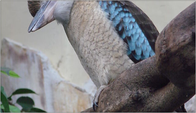 Dacelo leachii (Wroclaw zoo)-1, Wróblewskiego Zygmunta, Wrocław 51-618 - Zdjęcia