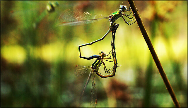 Darling, I think someone's watching us!, Wdzydze, Wdzydze 83-406 - Zdjęcia