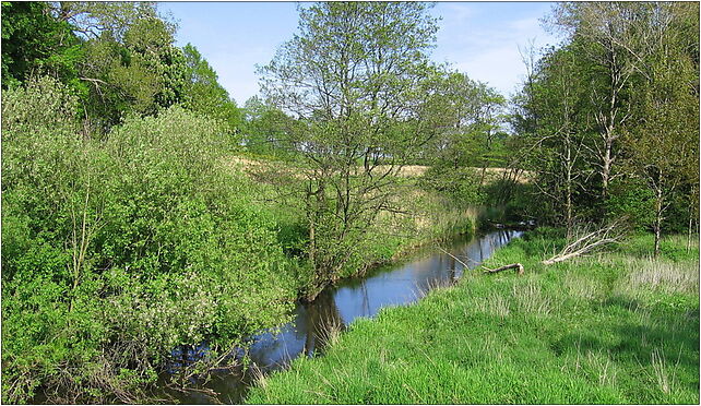 Debosznica Glab 2009-05a, 102, Głąb 78-133 - Zdjęcia