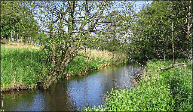 Debosznica Glab 2009-05b, Głąb, Głąb 78-133 - Zdjęcia