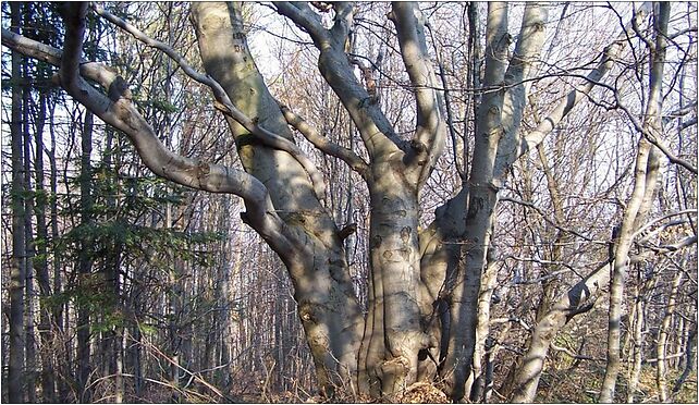 Dentario glandulosae - Fagetum, Pietrzaki, Pietrzaki 34-600 - Zdjęcia