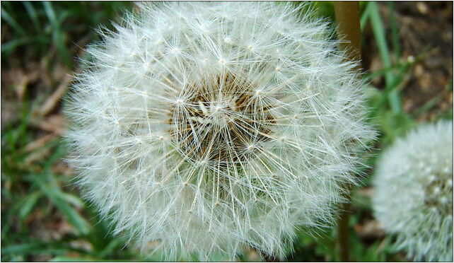 Dmuchawiec taraxacum officinale, Dworcowa 57a, Nakło Śląskie 42-620 - Zdjęcia