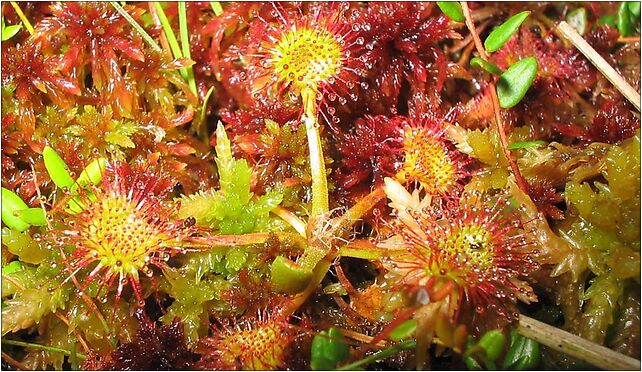 Drosera-rotundifolia, Lipna - Zdjęcia