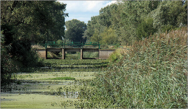 DSC00598+++, Szczodrowo, Szczodrowo 64-000 - Zdjęcia