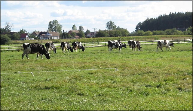 Dziuplina - krowy, Główna, Dziuplina 55-220 - Zdjęcia