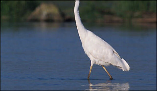 Egretta alba 2 (Marek Szczepanek), Grodkowska 11, Otmuchów 48-385 - Zdjęcia