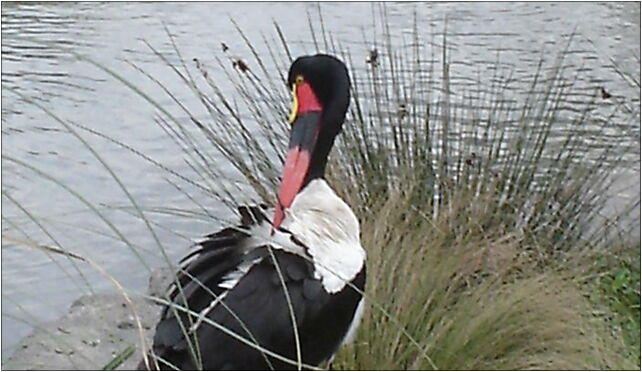 Ephippiorhynchus senegalensis, Żubrowa, al., Kraków 30-232 - Zdjęcia