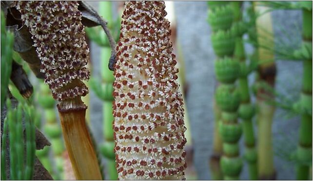 Equisetum telmateia 6, Zalas, Zalas 32-067 - Zdjęcia