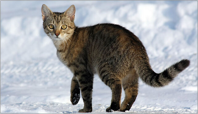 Felis catus-cat on snow, Budziska, Budziska 21-412 - Zdjęcia