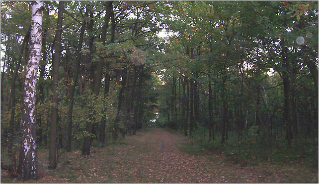 Forest in Katowice-Panewniki, Wymysłów Tylna, Katowice 40-776 - Zdjęcia