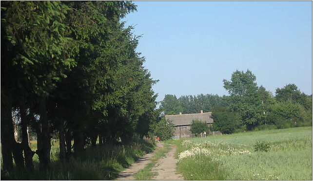 Gajewniki drzewna aleja, Grabina, Grabina 98-100 - Zdjęcia