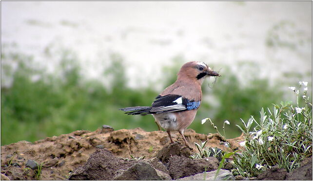 Garrulus glandarius sojka szydlo, Wyszyńskiego Stefana, kard. 38-400 - Zdjęcia