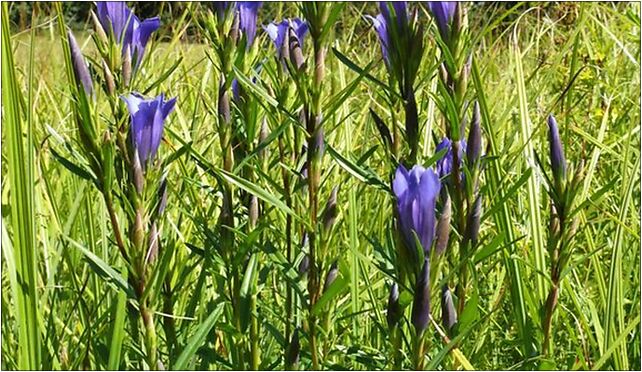 Gentiana pneumonanthe 110807, Hajnówka - Zdjęcia