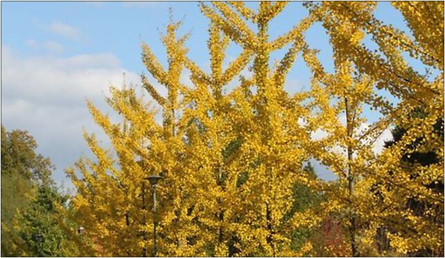 Ginkgo biloba PAN 2, Prawdziwka, Warszawa 02-973 - Zdjęcia