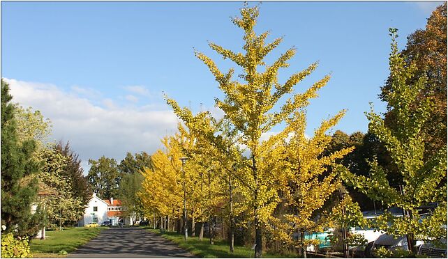 Ginkgo biloba PAN 3, Prawdziwka, Warszawa 02-973 - Zdjęcia