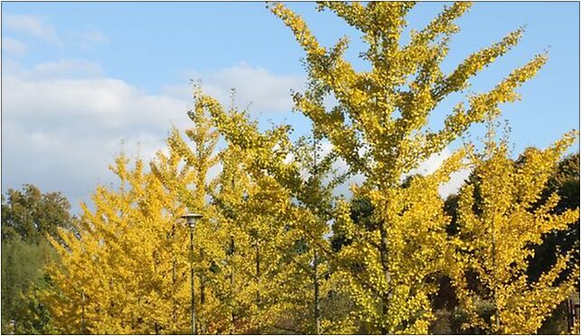 Ginkgo biloba PAN 6, Prawdziwka, Warszawa 02-973 - Zdjęcia