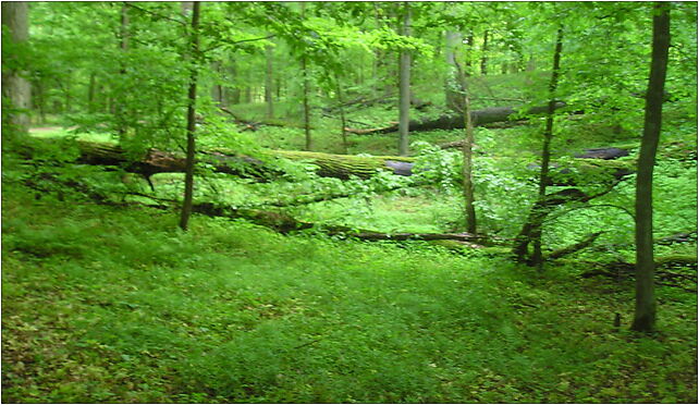 GLPK Jar brynicy, Parkowa, Gołkowo 87-320 - Zdjęcia