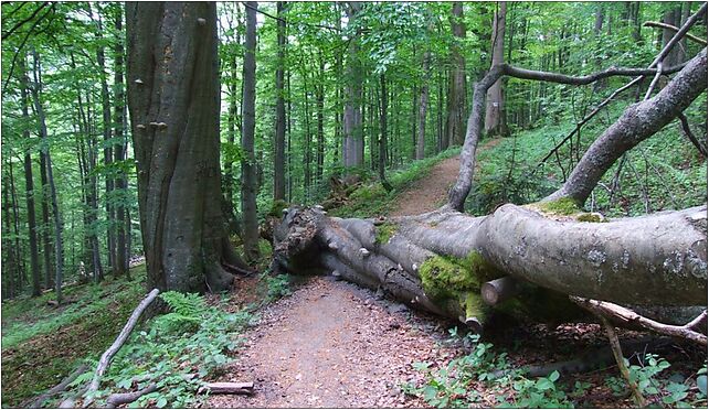 Gorczański Park Narodowy a2, Hucisko, Hucisko 34-735 - Zdjęcia