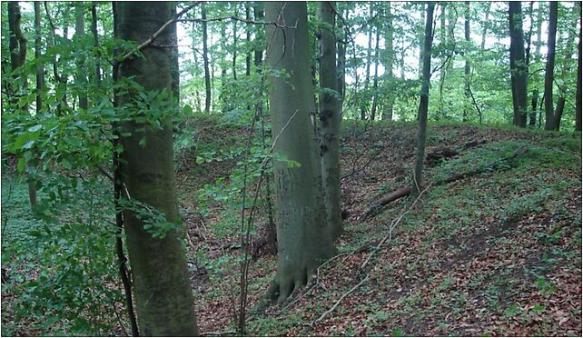 Grodzisko Uroczysko Grodziszcze, Wilenko, Wilenko 66-225 - Zdjęcia