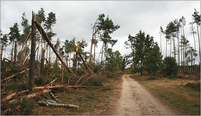 Hadra las po tornadzie 2008, Szkolna, Hadra 42-714 - Zdjęcia