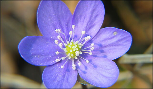 Hepatica noblis 20060501 004, RawskaE678, Babsk 96-200 - Zdjęcia