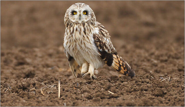Hibou des marais, Grodkowska 11, Otmuchów 48-385 - Zdjęcia