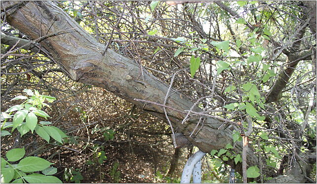 Hippophae rhamnoides bark Westerplatte, Sucharskiego Henryka, mjr. 80-531 - Zdjęcia