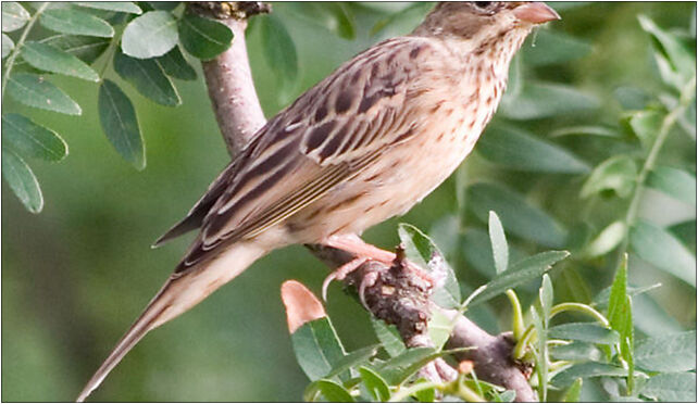 Hortolà 01 Emberiza hortulana), Grodkowska 11, Otmuchów 48-385 - Zdjęcia