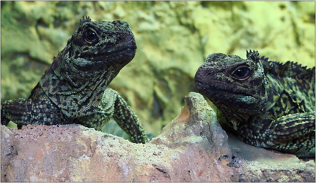 Hydrosaurus amboinensis (Wroclaw zoo), Wróblewskiego Zygmunta 51-618 - Zdjęcia